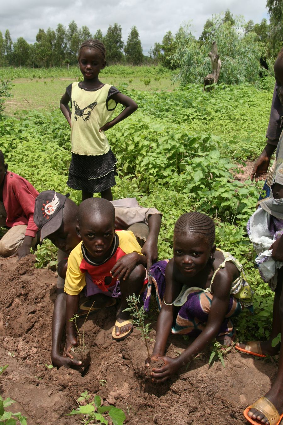 Children planting seedlings by hand in a field